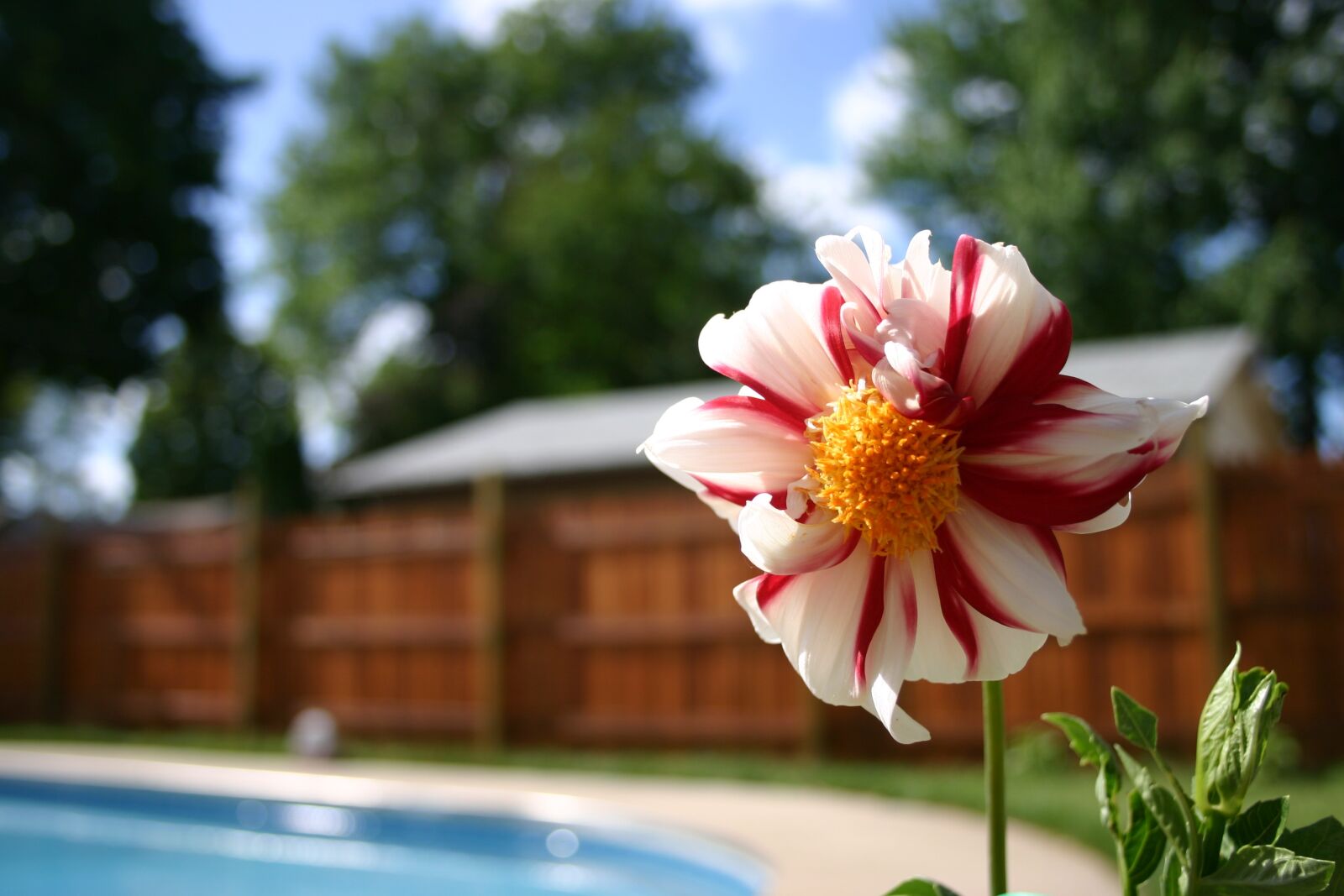 Canon EOS 300D (EOS Digital Rebel / EOS Kiss Digital) sample photo. Lilly, pool, garden photography