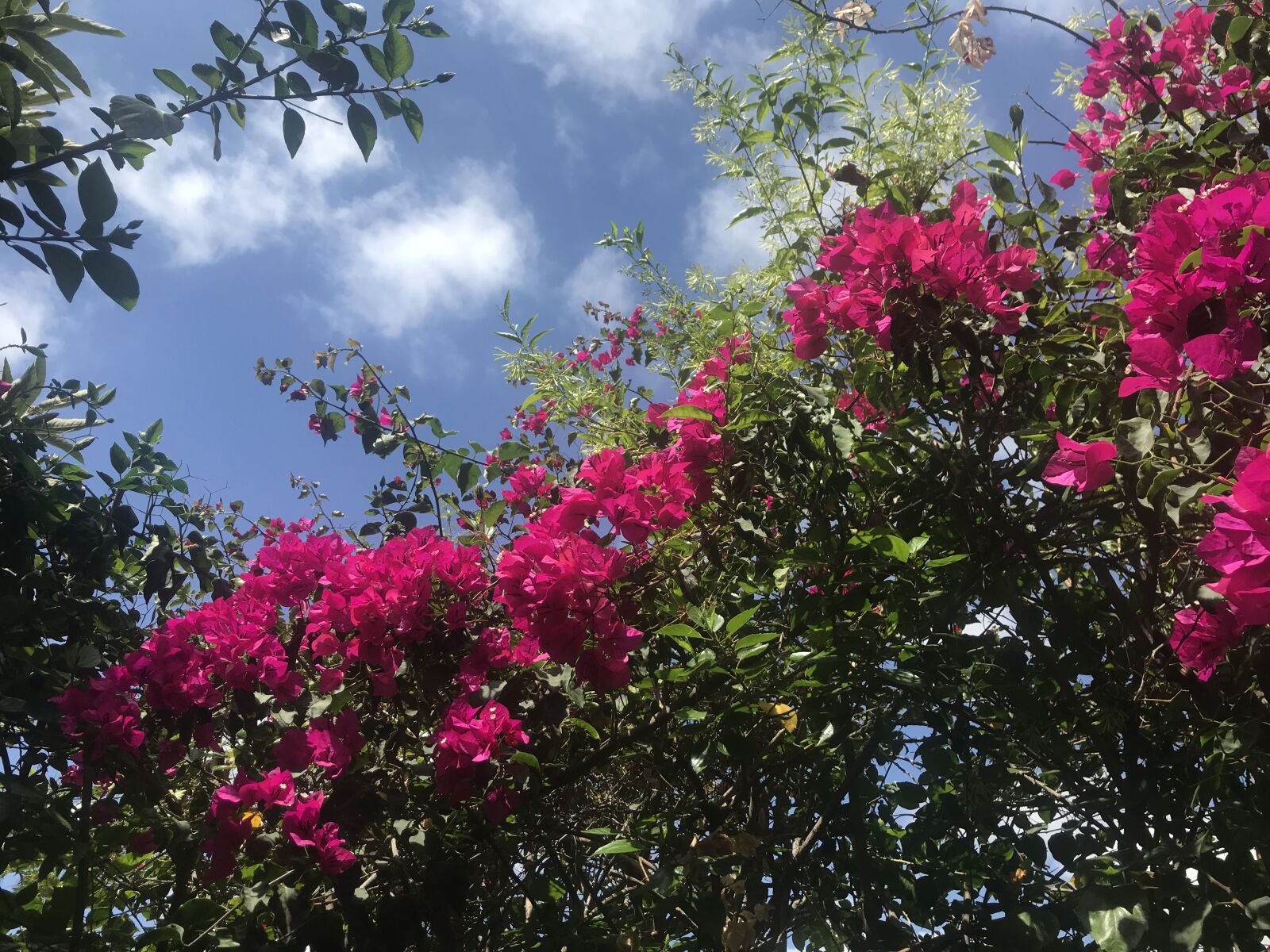 iPhone 7 back camera 3.99mm f/1.8 sample photo. Flowers, sky, landscape photography