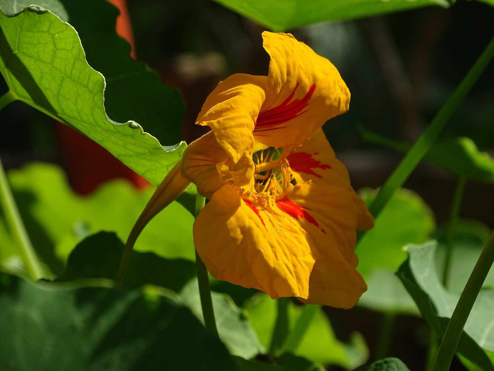 Sony Cyber-shot DSC-HX400V sample photo. Edible flowers, nasturtium, edible photography