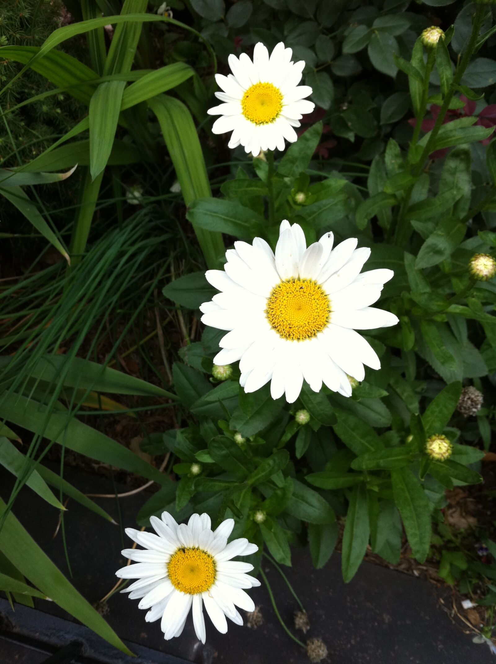 Apple iPhone 4 sample photo