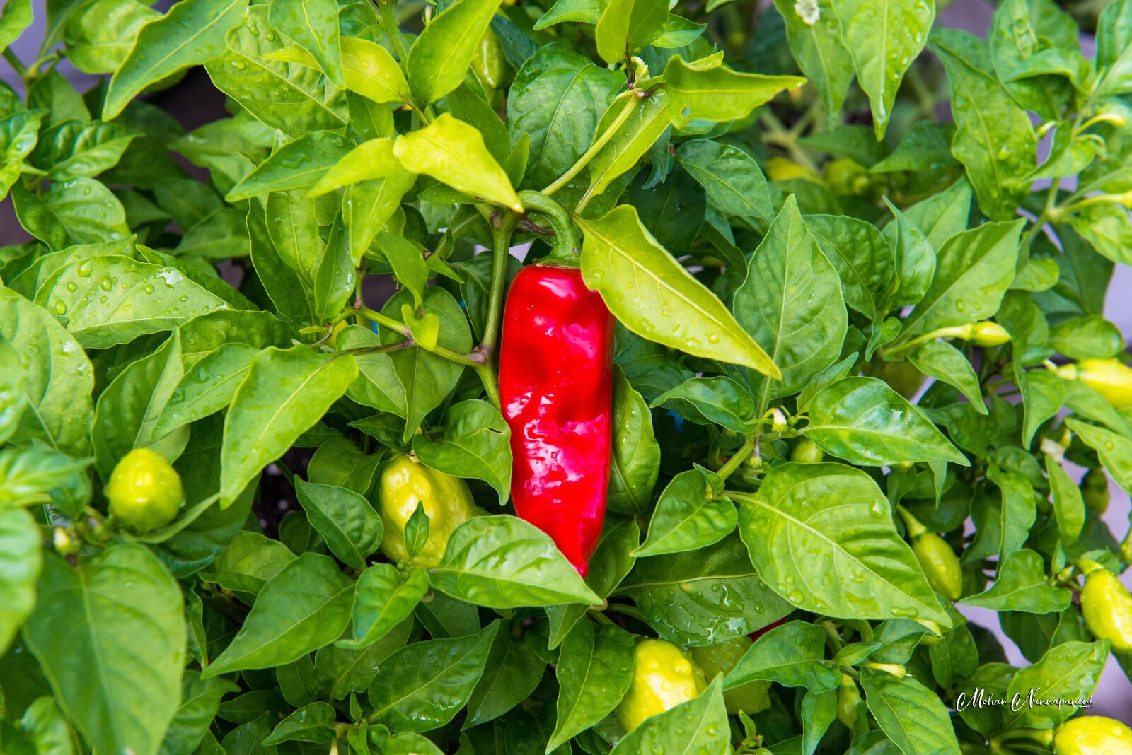 Nikon D800 sample photo. Pepper, green, red photography