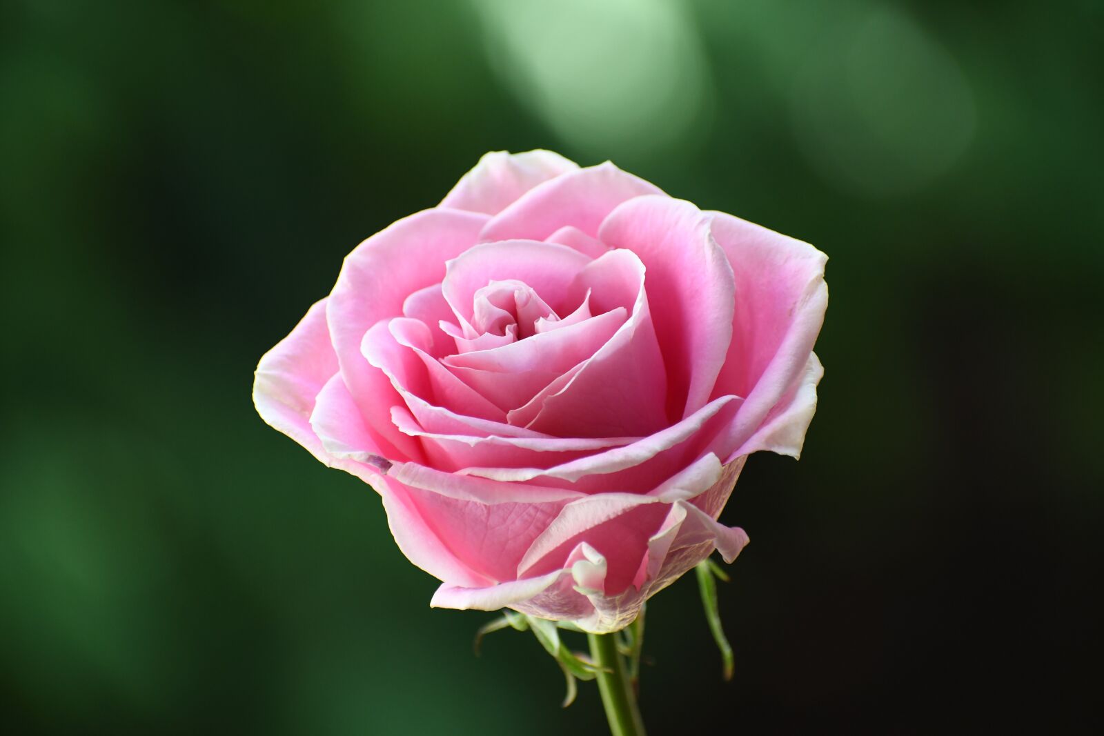 Nikon D500 sample photo. Rose, flower, plant photography