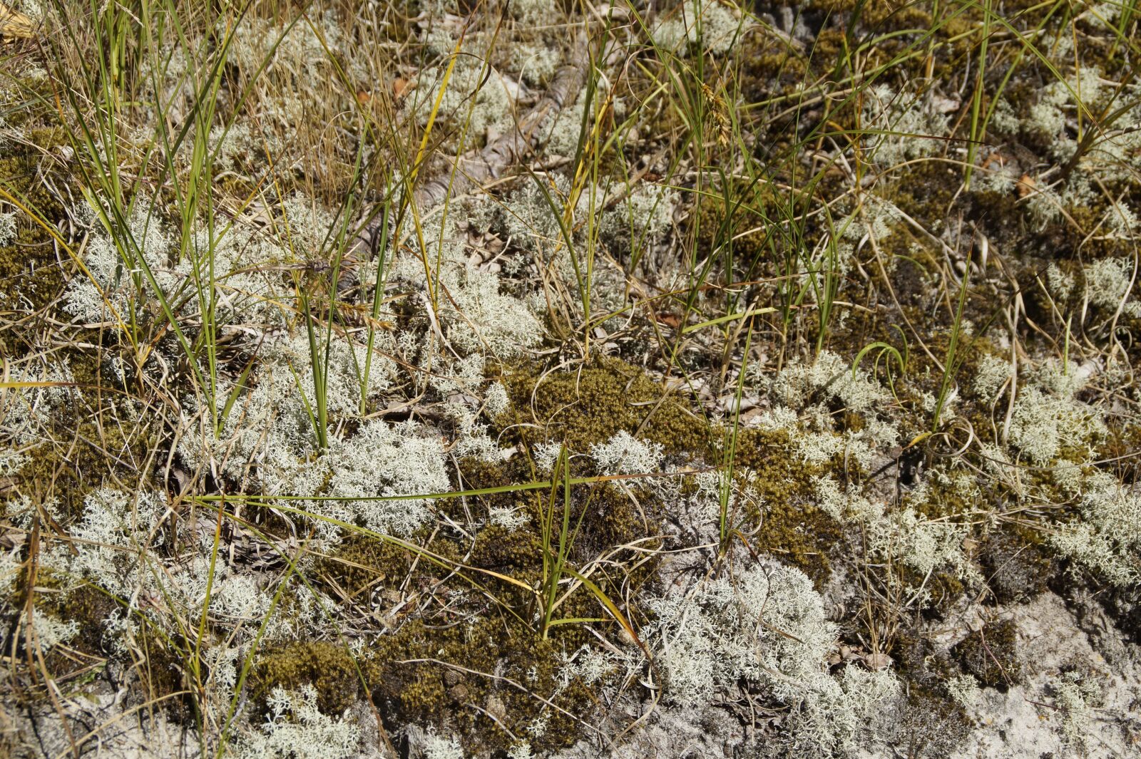 Sony SLT-A58 sample photo. Dune, fouling, weave photography