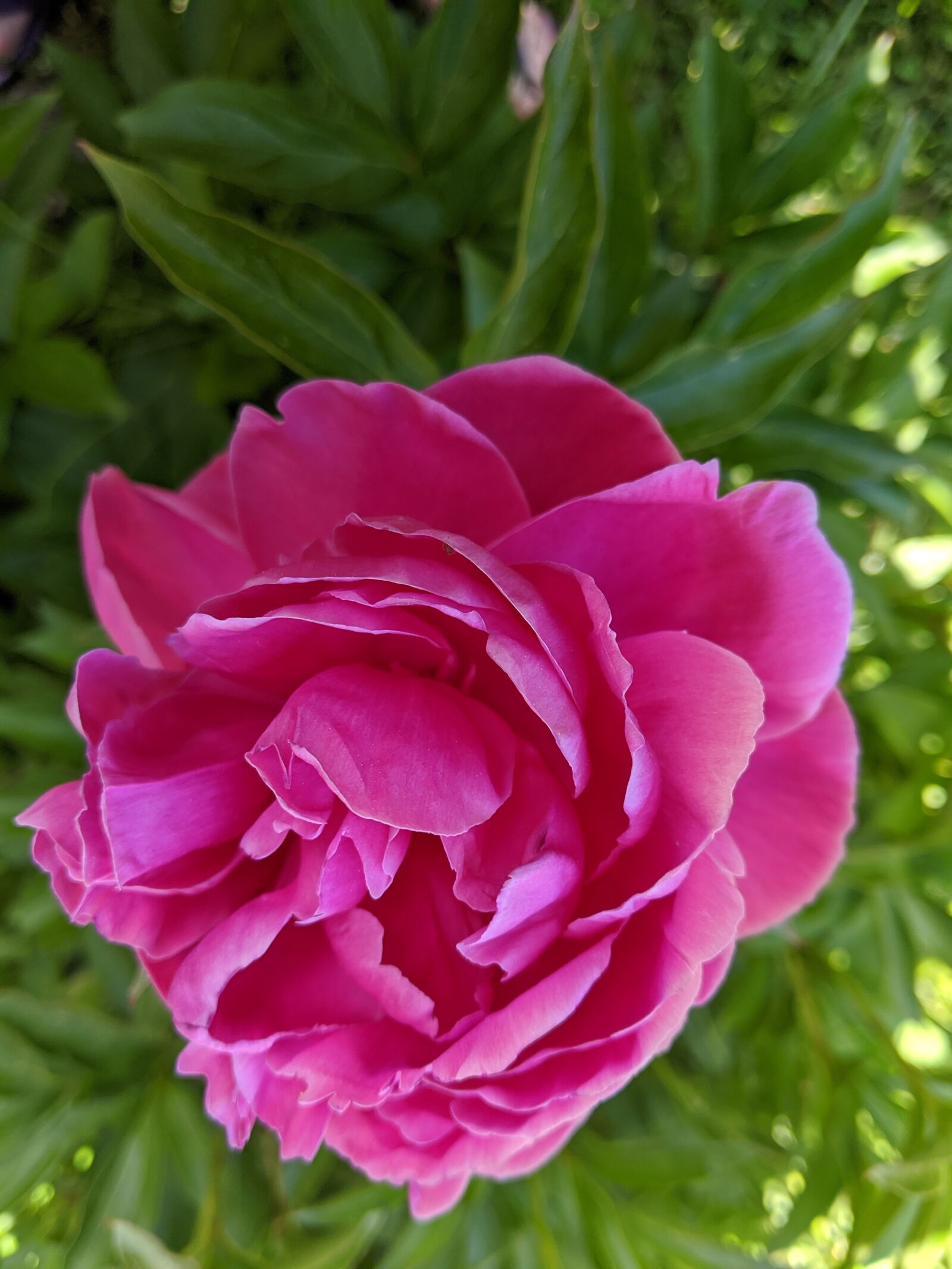 Google Pixel 3a sample photo. Peony, pink, flower photography