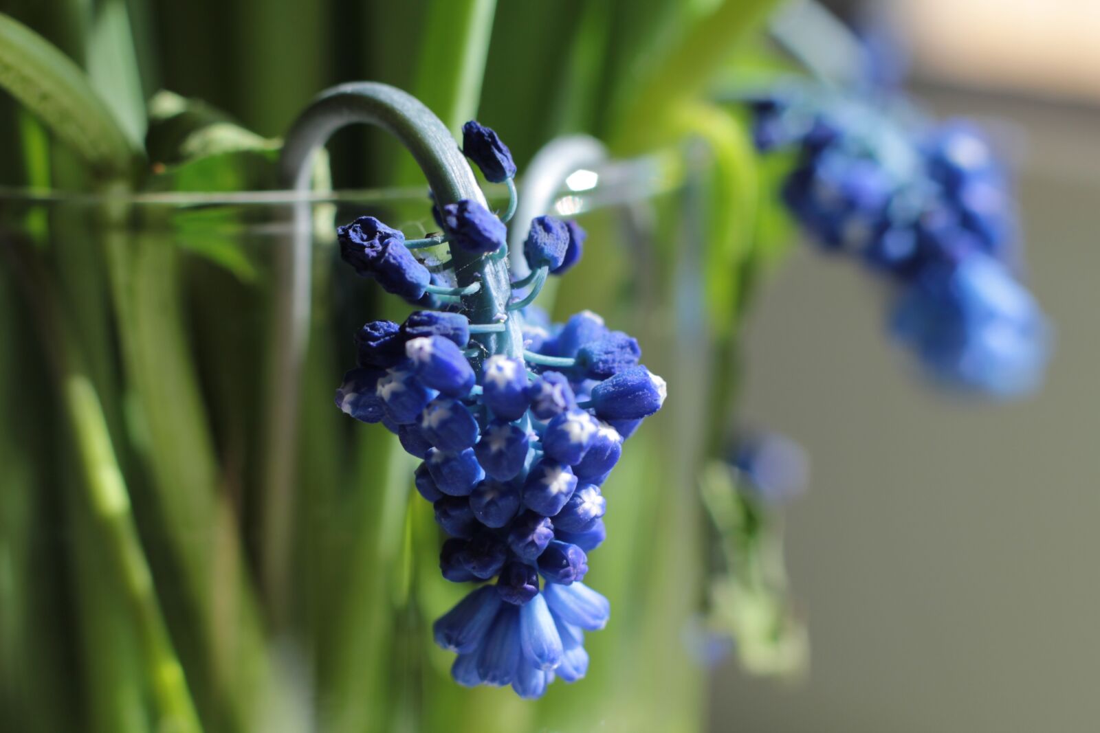 Canon EOS 550D (EOS Rebel T2i / EOS Kiss X4) sample photo. Macro, flower, macro photography photography