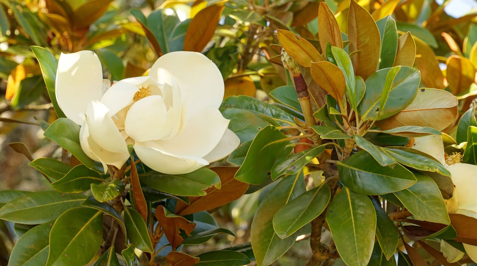 Sony a7 + Sony FE 24-240mm F3.5-6.3 OSS sample photo. Magnolia, blossom, bloom photography
