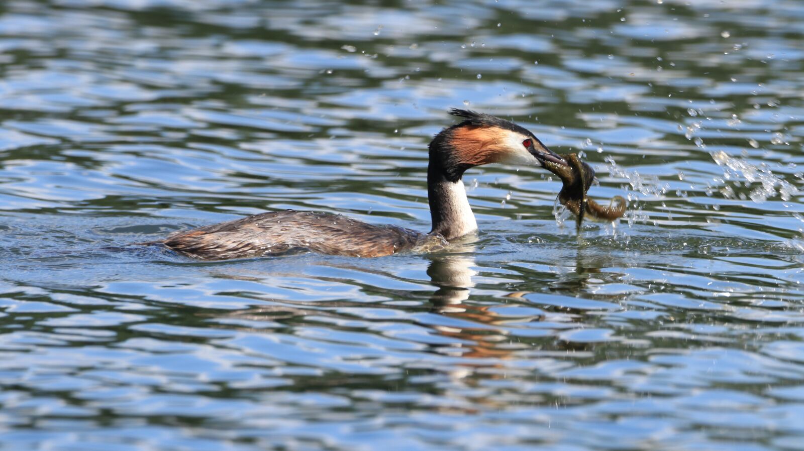 150-600mm F5-6.3 DG OS HSM | Contemporary 015 sample photo. Great crested grebe, lake photography