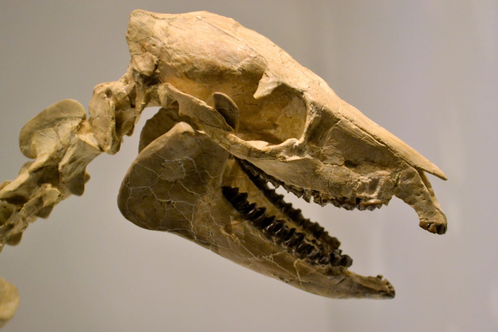 Nikon D3100 sample photo. Skeleton, dinosaur, museum photography