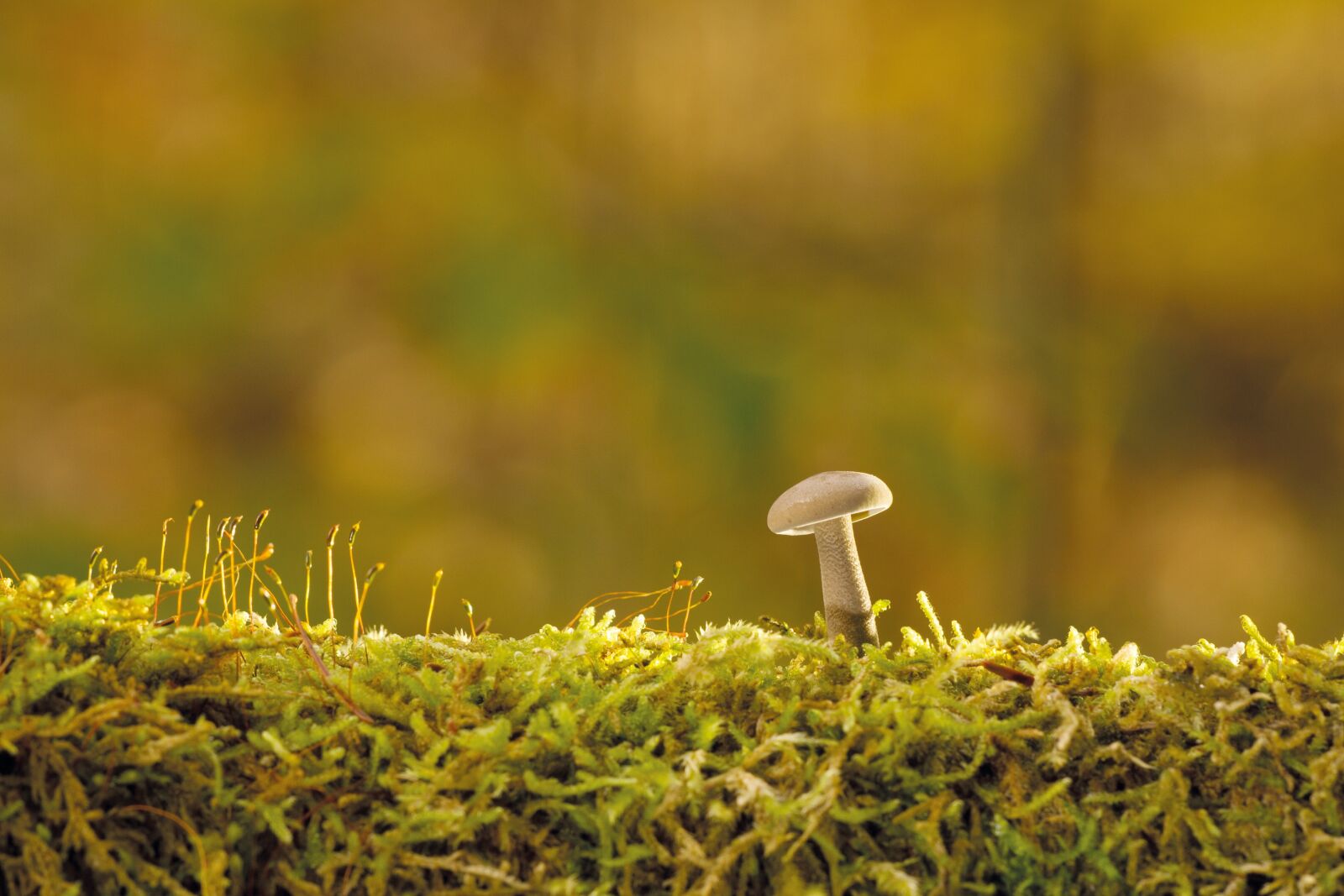 Canon EOS 7D sample photo. Mushroom, autumn, tree fungus photography