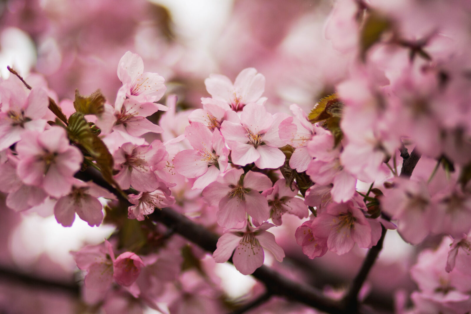 Canon EF 85mm F1.8 USM sample photo. Pink, cherry, blossoms photography