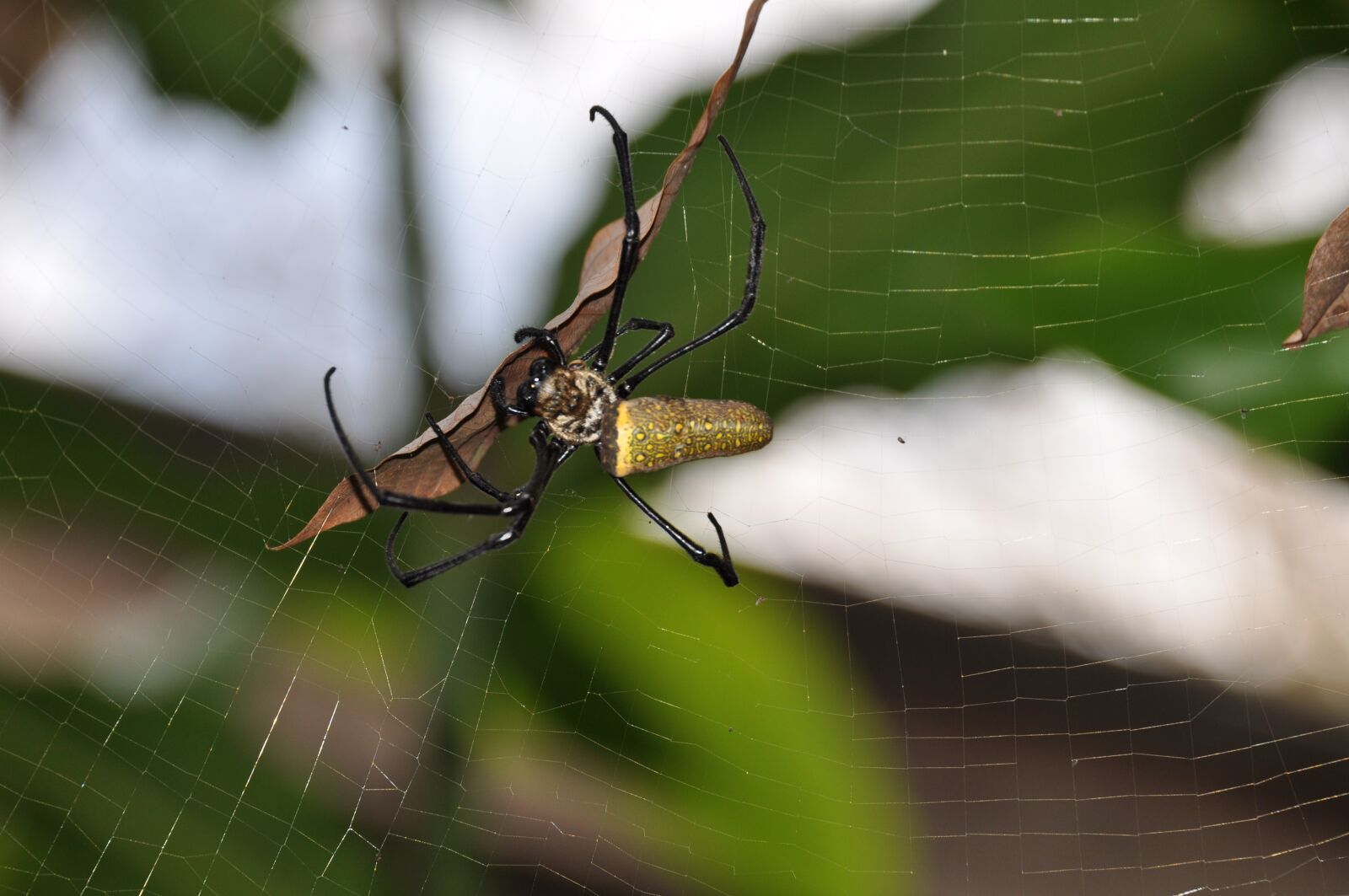 Nikon D5000 sample photo. Spider, web, cobweb photography