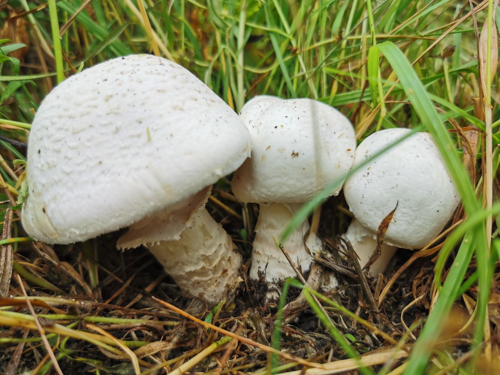 HUAWEI P30 Pro sample photo. Mushroom, champignon, meadow photography