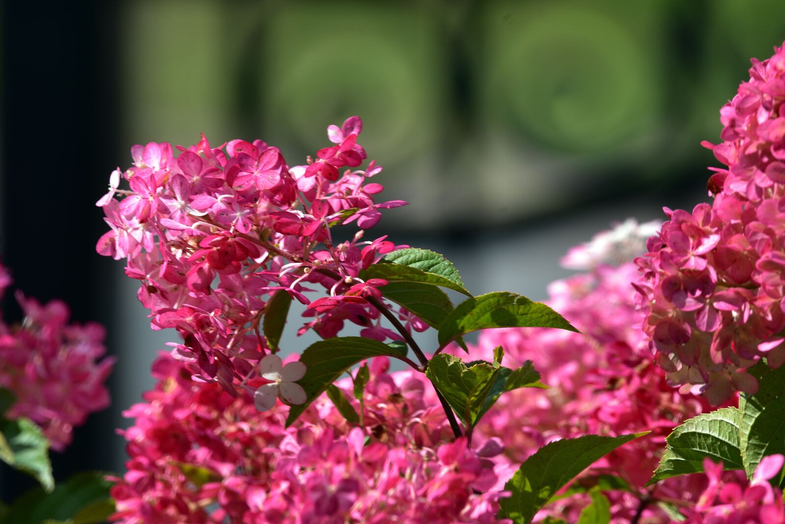 Nikon D3400 sample photo. Flowers, petals, leaves photography