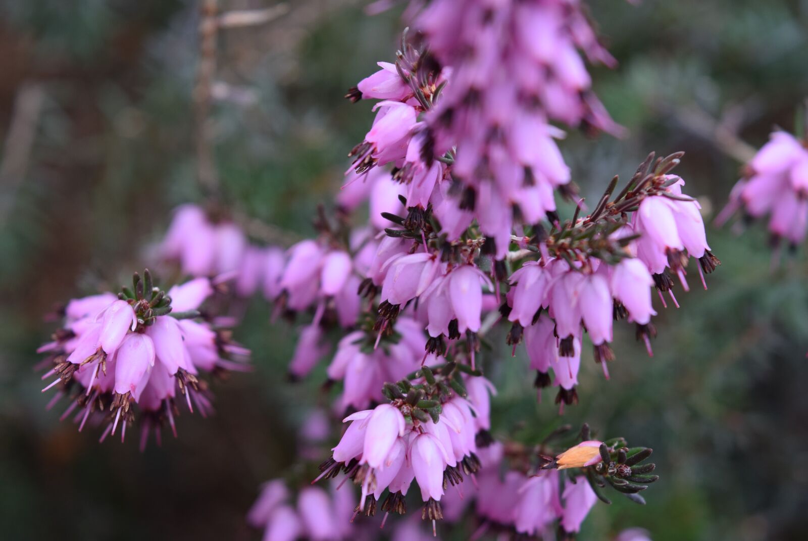 Nikon D5300 sample photo. Flower, flowers photography