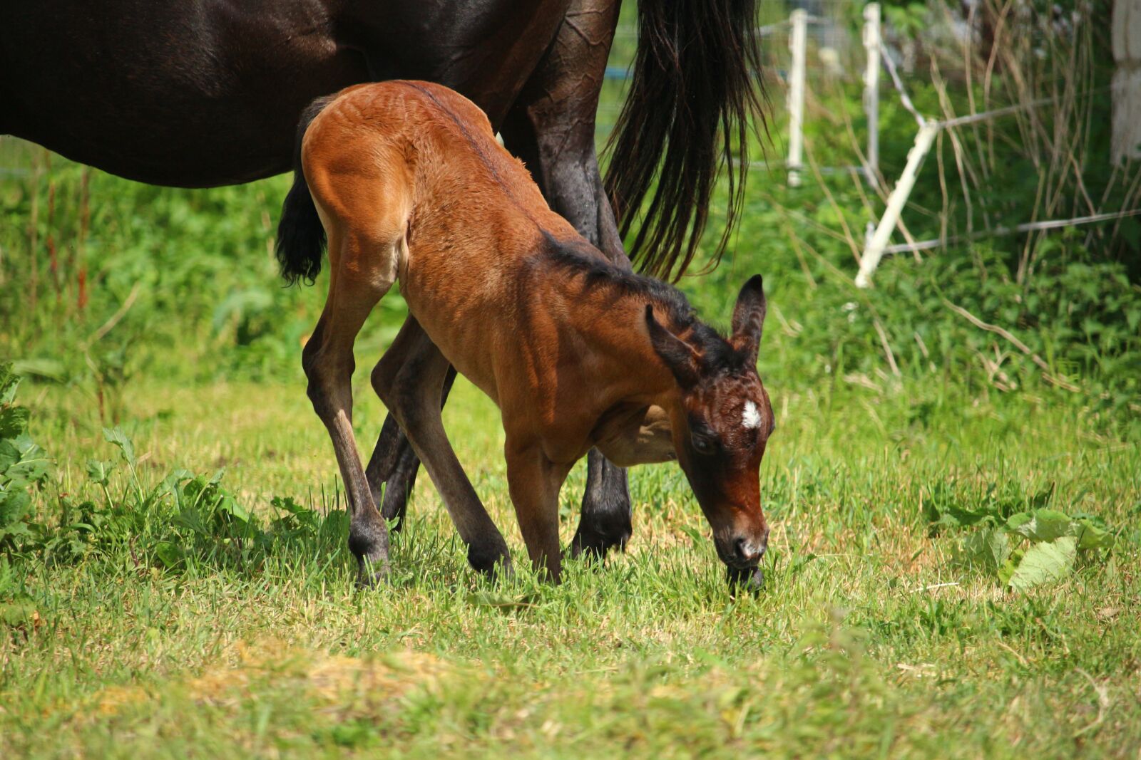 Canon EOS 100D (EOS Rebel SL1 / EOS Kiss X7) sample photo. Horse, foal, suckling photography