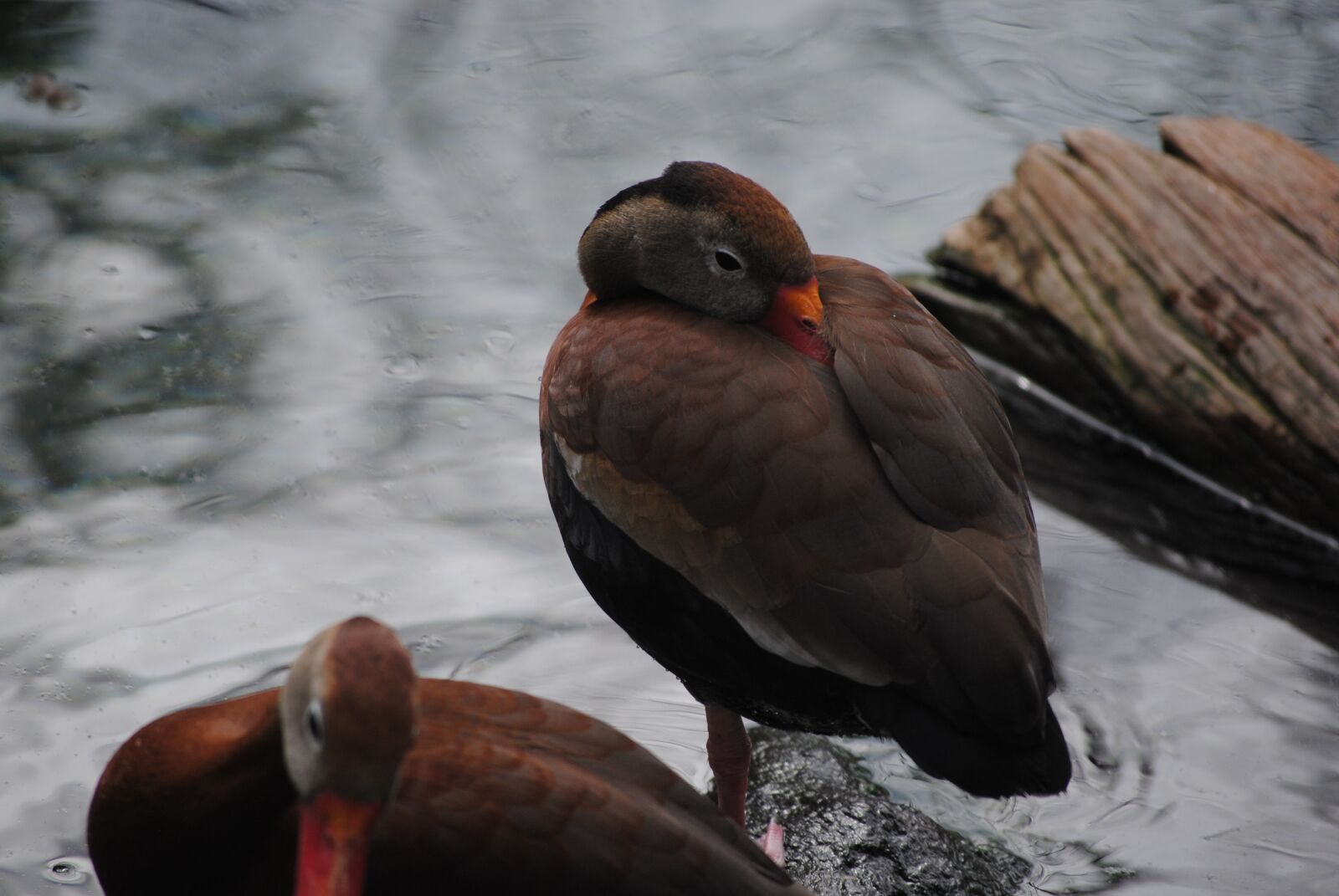 Nikon D3000 sample photo. Duck, preening, bird photography