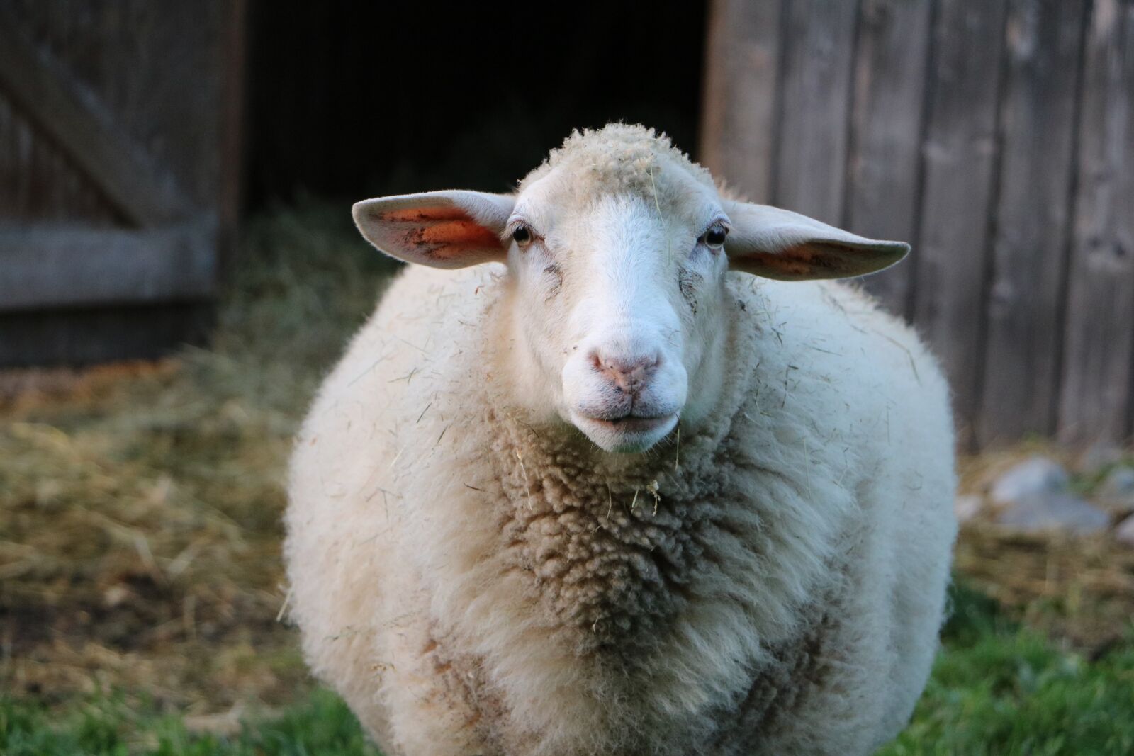 Canon EOS 750D (EOS Rebel T6i / EOS Kiss X8i) sample photo. Sheep, pasture, stall photography