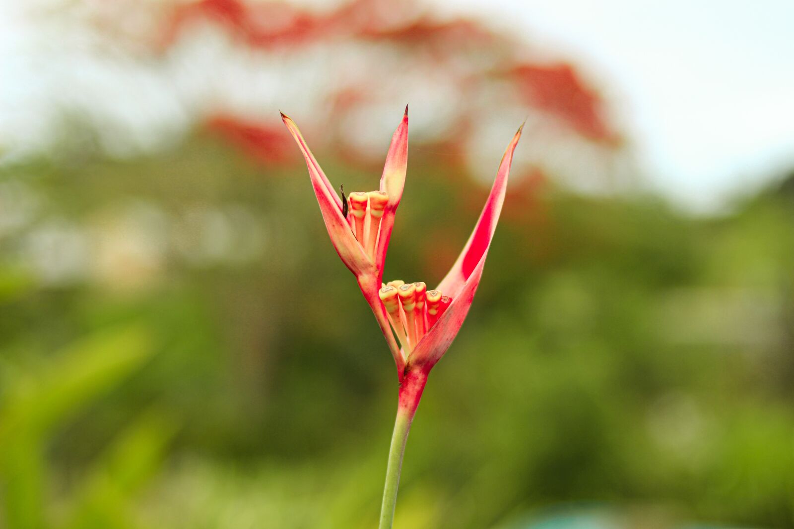 Canon EOS 700D (EOS Rebel T5i / EOS Kiss X7i) sample photo. Blossom, nature, pacific photography