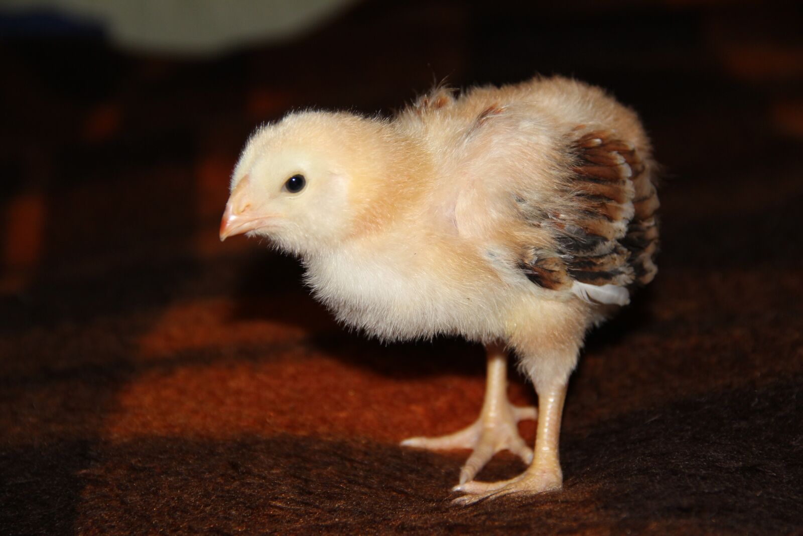 Canon EF-S 18-135mm F3.5-5.6 IS sample photo. Chicken, bird, poultry photography