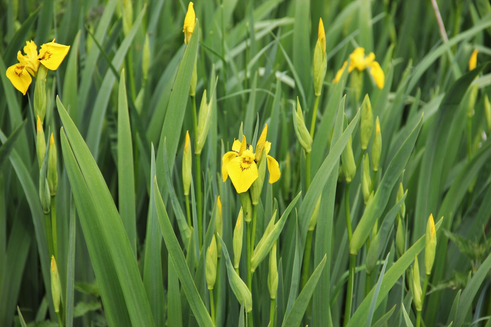 Canon EOS 550D (EOS Rebel T2i / EOS Kiss X4) sample photo. Iris, yellow, flowers photography