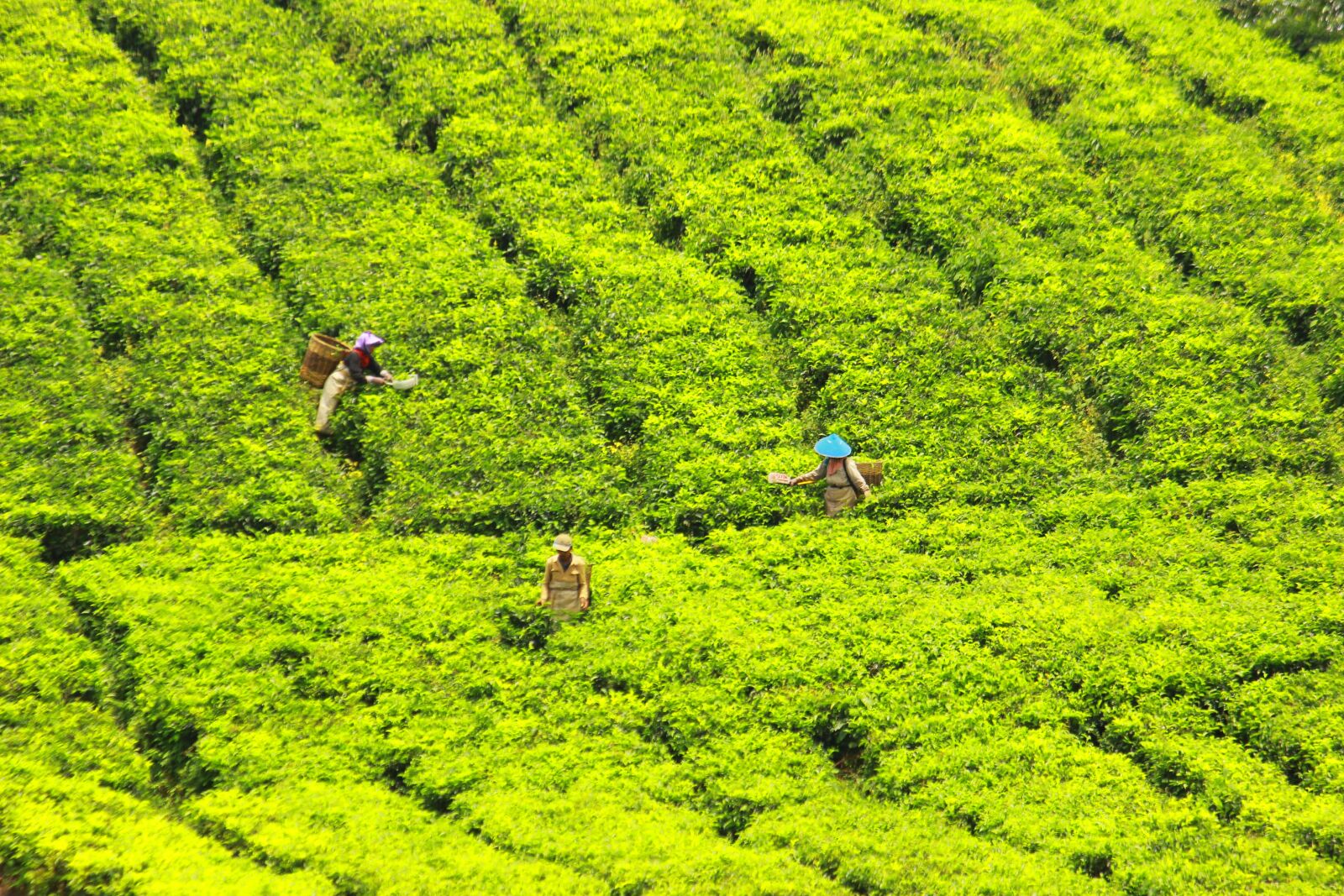 Canon EOS 600D (Rebel EOS T3i / EOS Kiss X5) + Canon EF-S 55-250mm F4-5.6 IS sample photo. Tea pickers, tea, green photography