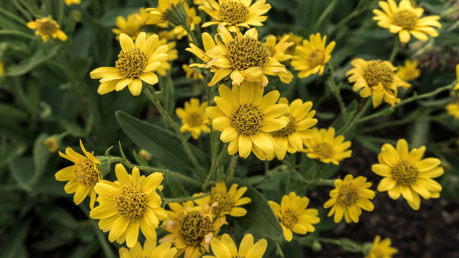 Sony Alpha a5000 (ILCE 5000) sample photo. Flowers, yellow flower, yellow photography