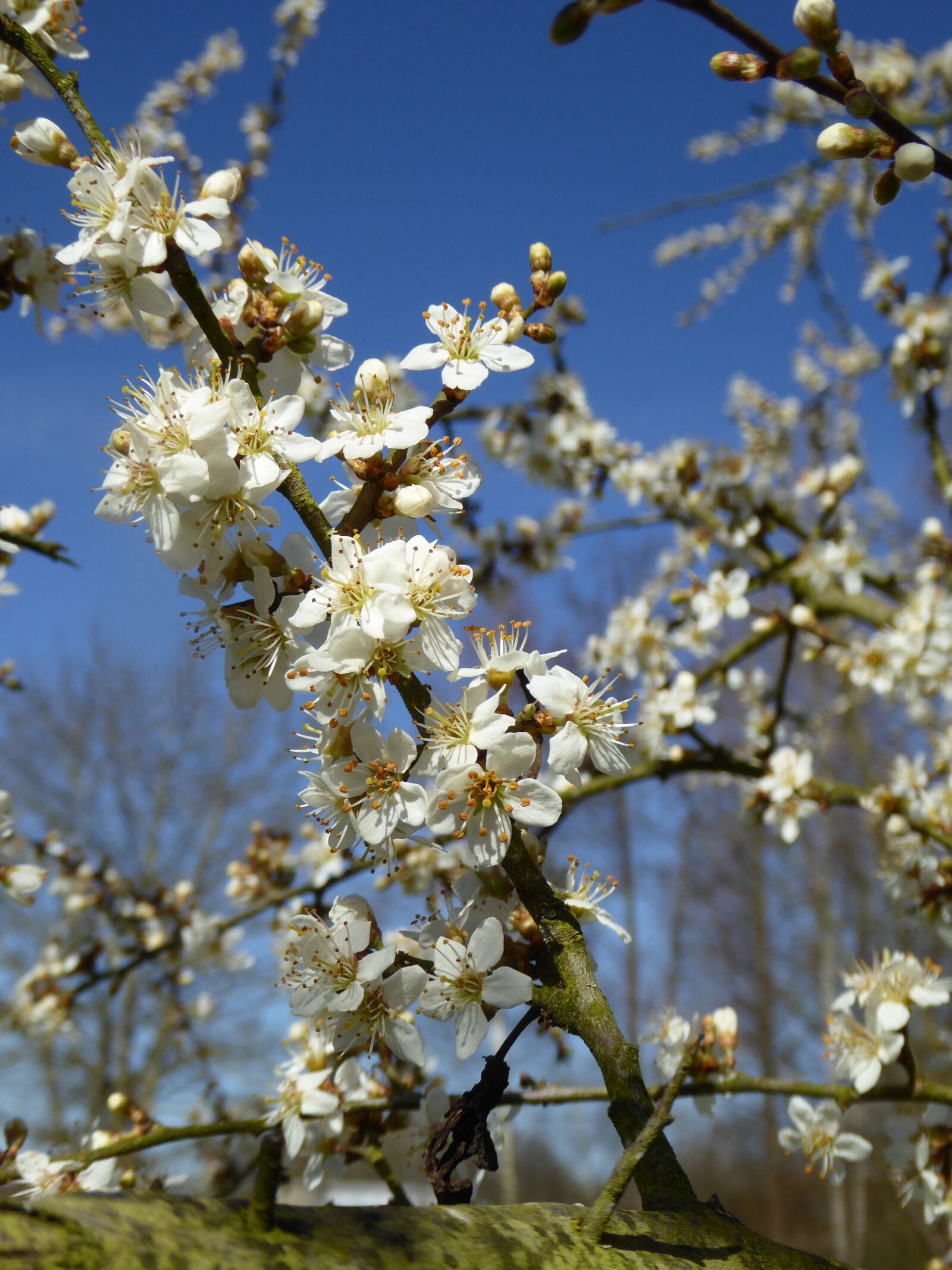 Panasonic DMC-TZ61 sample photo. White, flowers, blossom photography