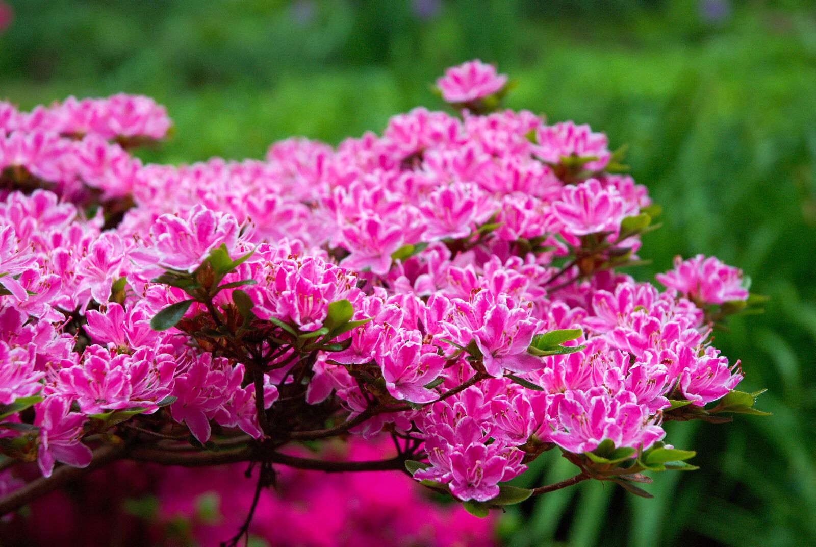 Nikon D80 sample photo. Flowers, bokeh, macro photography