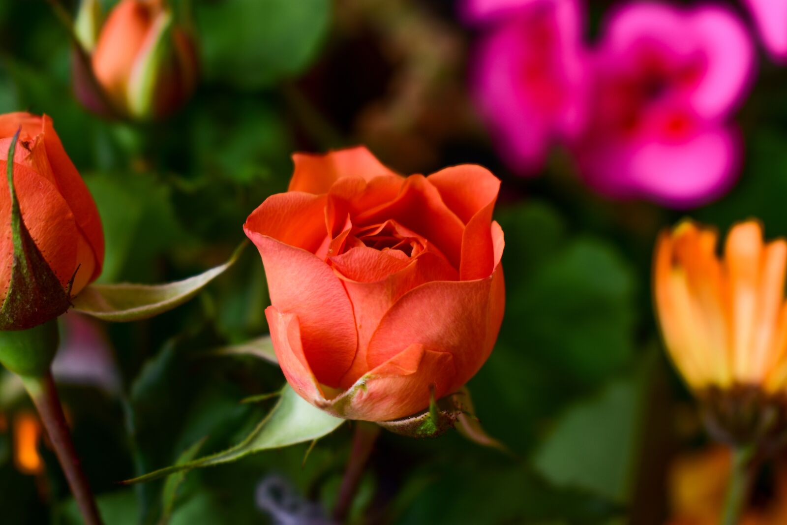 Nikon D3400 sample photo. Flower, nature, plant photography