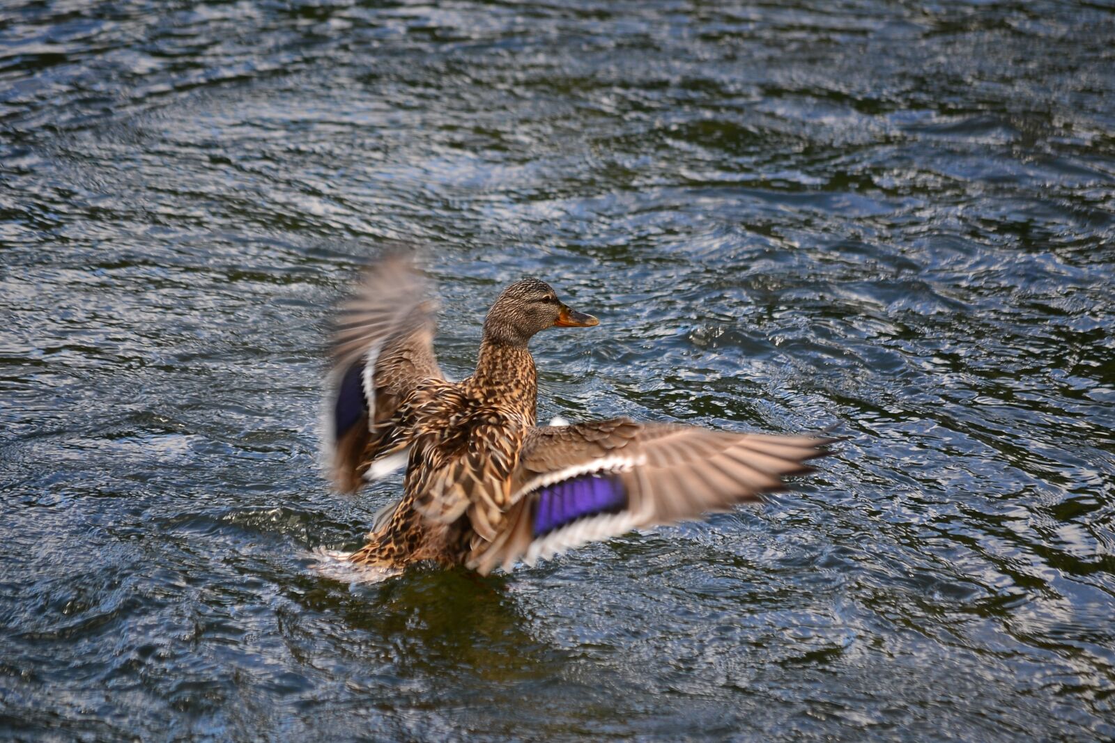 Nikon D3100 sample photo. Duck, flight, water photography