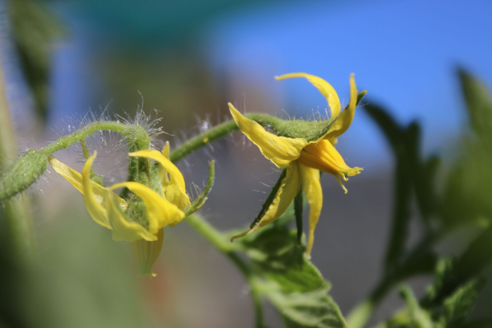 Canon EOS 600D (Rebel EOS T3i / EOS Kiss X5) sample photo. Chile, flower, hill photography