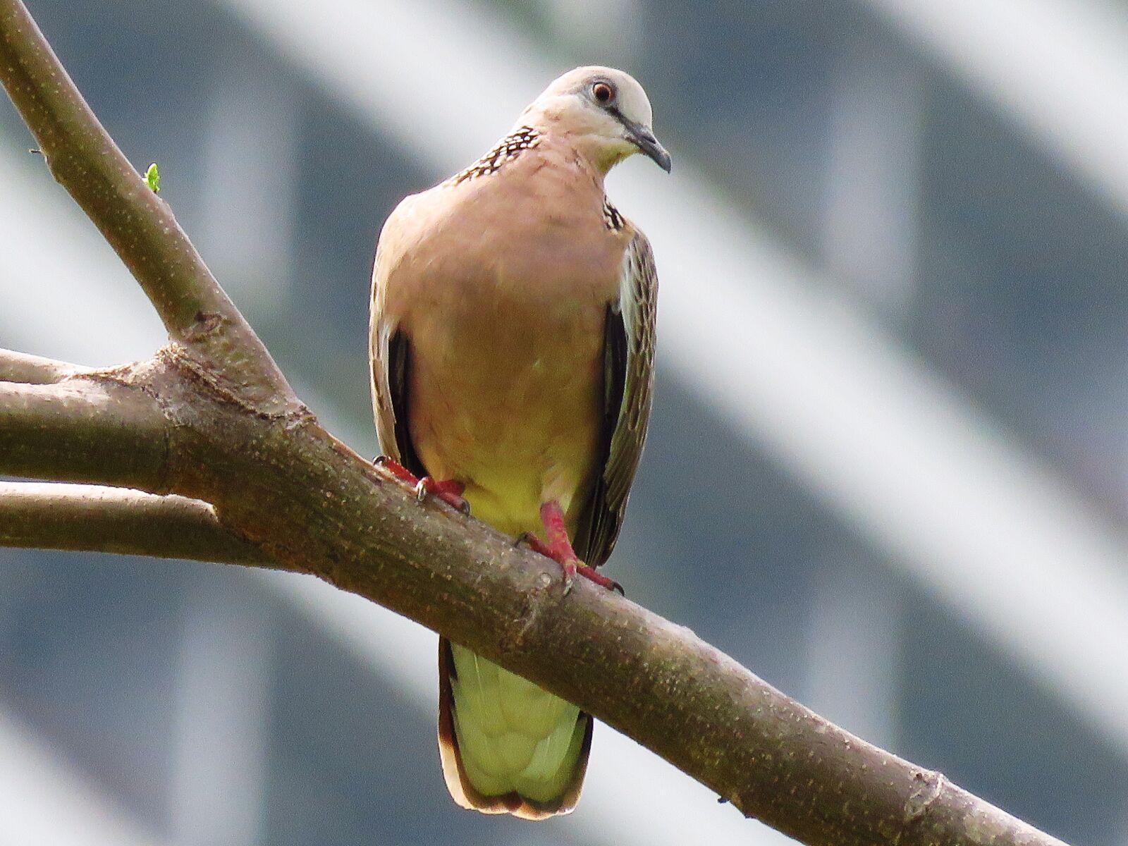 Canon PowerShot SX60 HS sample photo. Bird, close up, tree photography