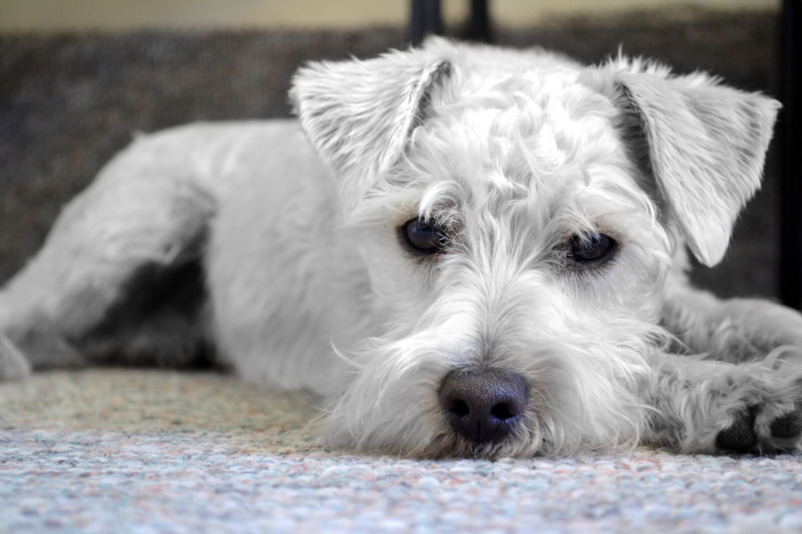 Nikon D3100 sample photo. Dog, pet, animal photography