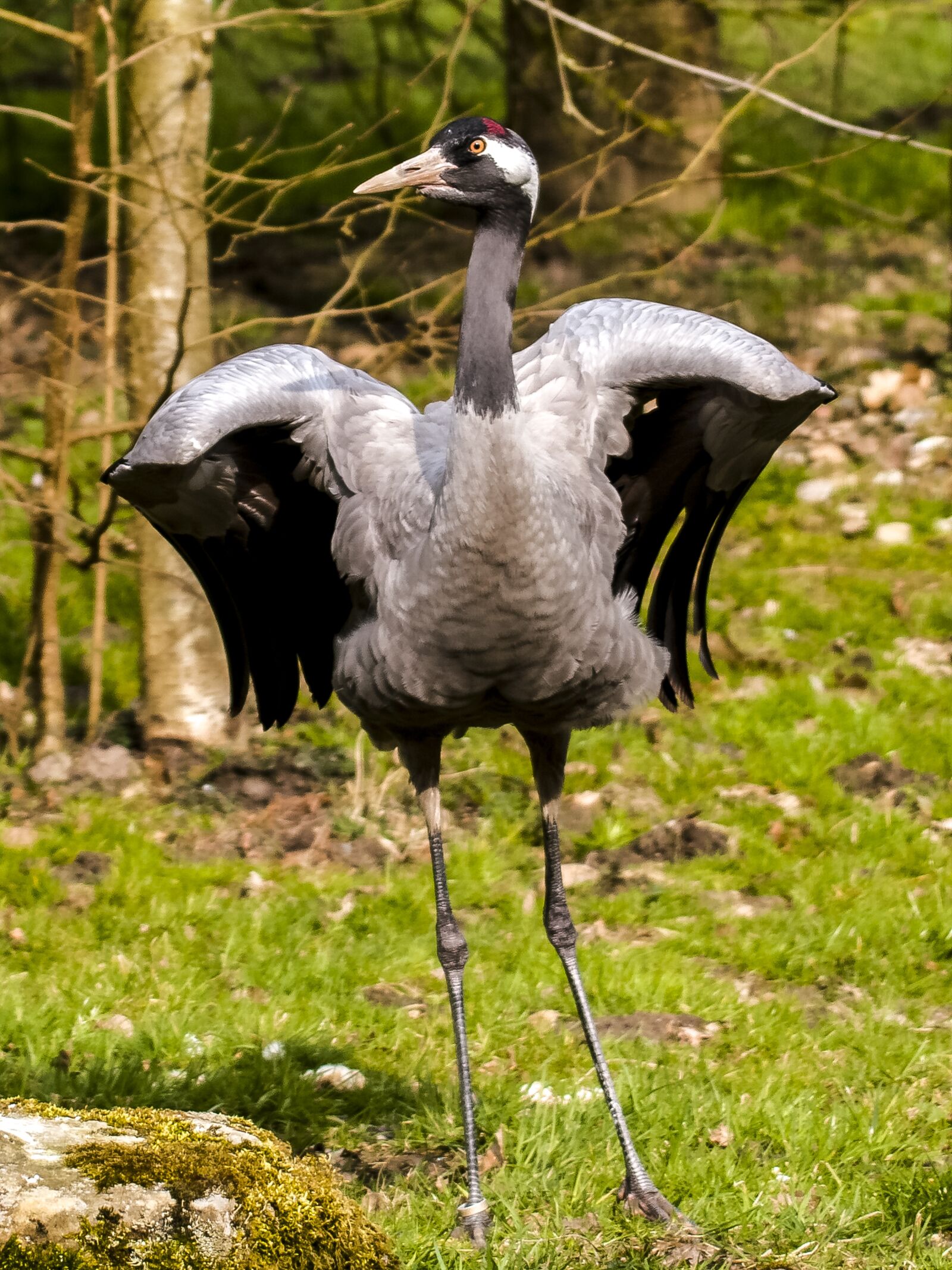 Olympus E-3 sample photo. Crane, bird, nature photography