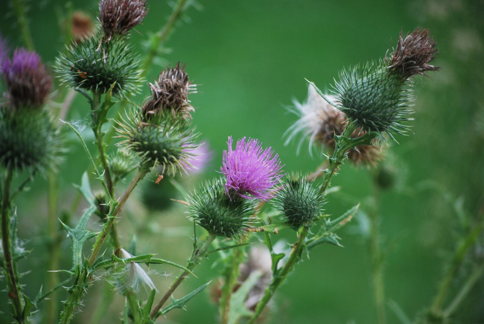 Nikon D60 sample photo. Thistle, flower, prickly photography