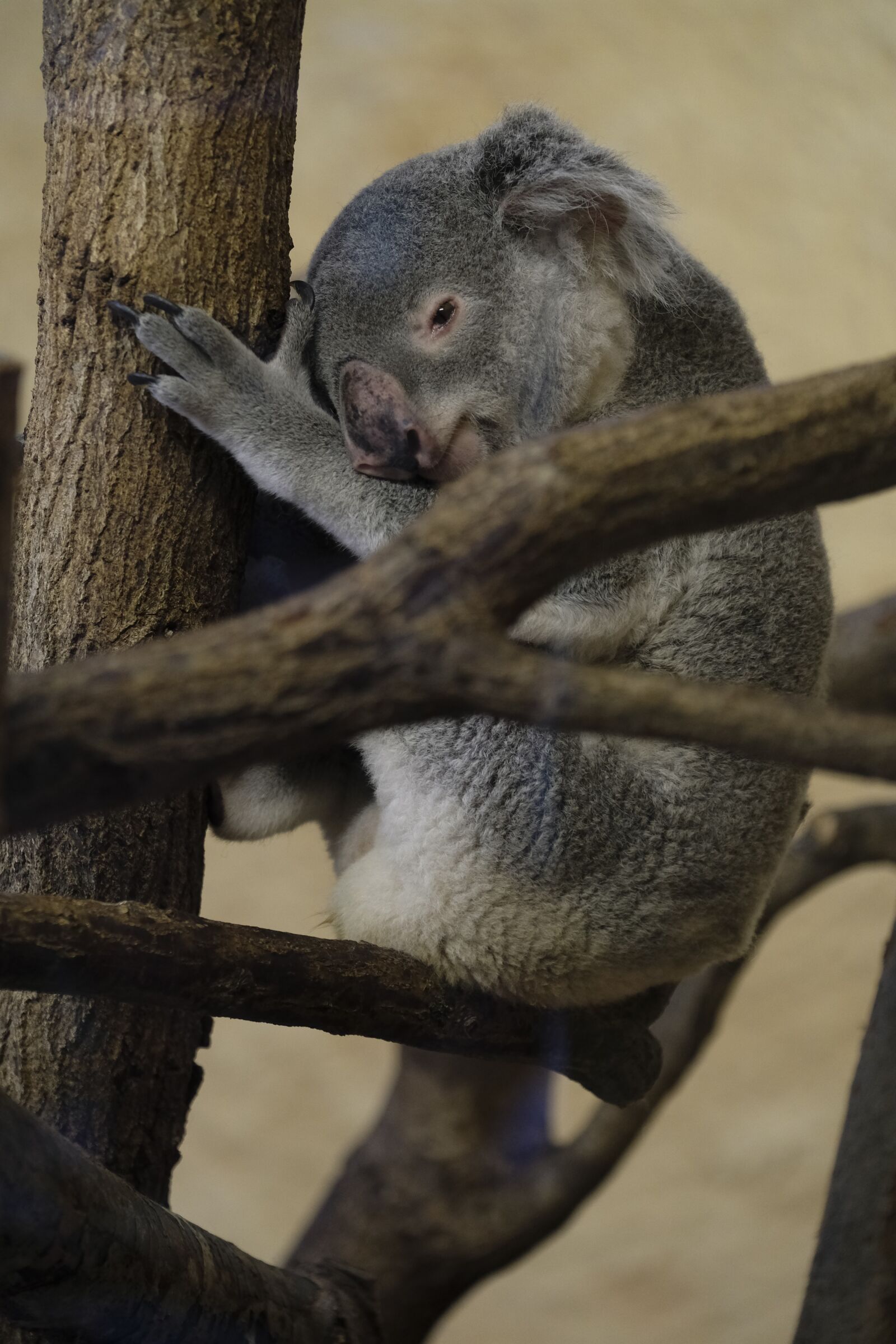 Fujifilm XF 50-140mm F2.8 R LM OIS WR sample photo. Koala, bear, marsupial photography