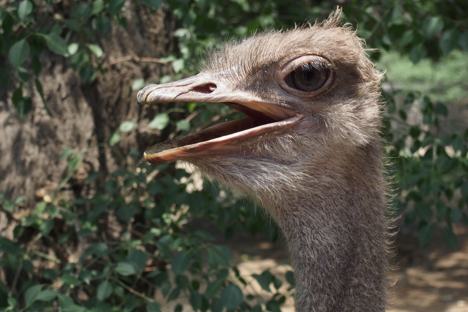 Olympus PEN E-P5 sample photo. The ostrich, bird, zoo photography