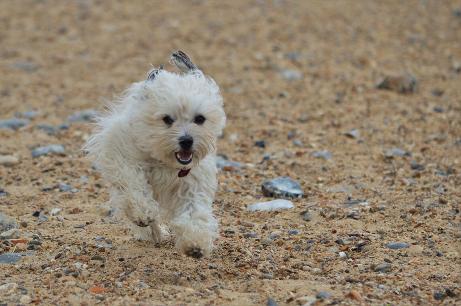 Nikon D3200 sample photo. Dog, canine, running photography
