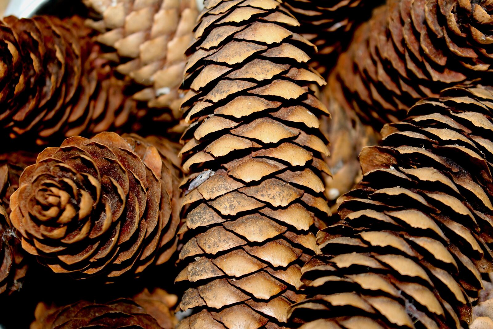Canon EOS 600D (Rebel EOS T3i / EOS Kiss X5) sample photo. Pine cones, evergreen, christmas photography