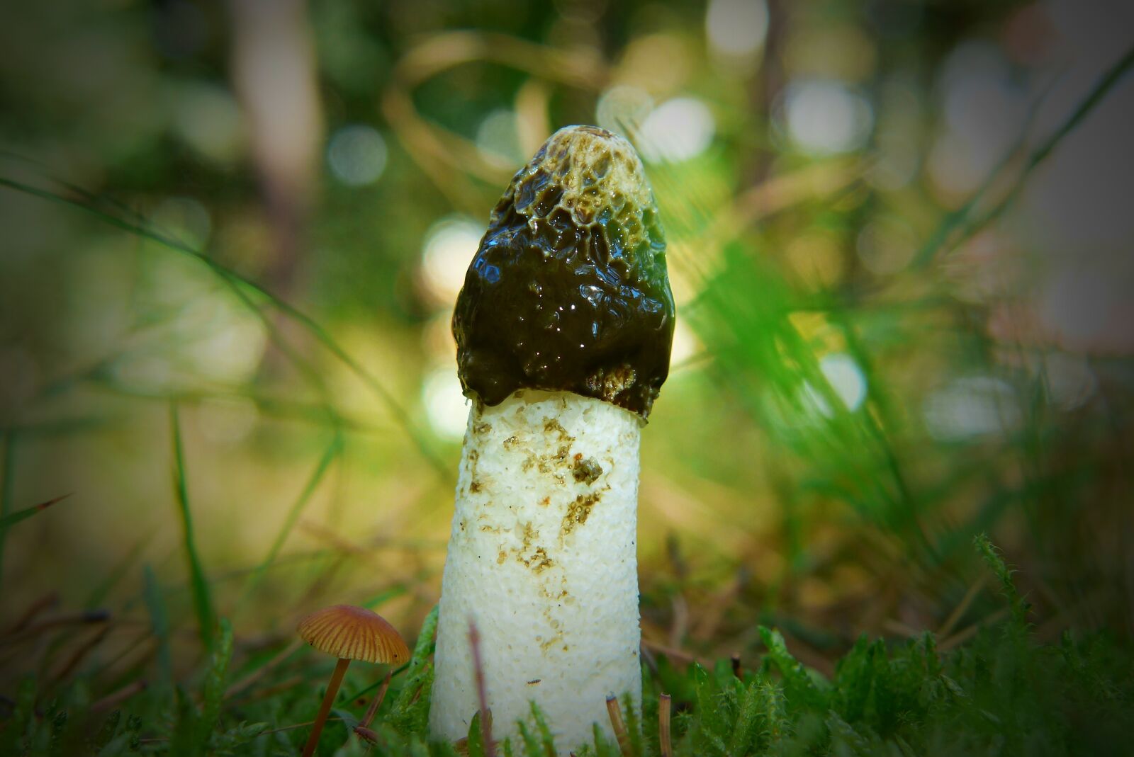 Panasonic Lumix DMC-FZ200 sample photo. Veselka, mushroom, a delicacy photography