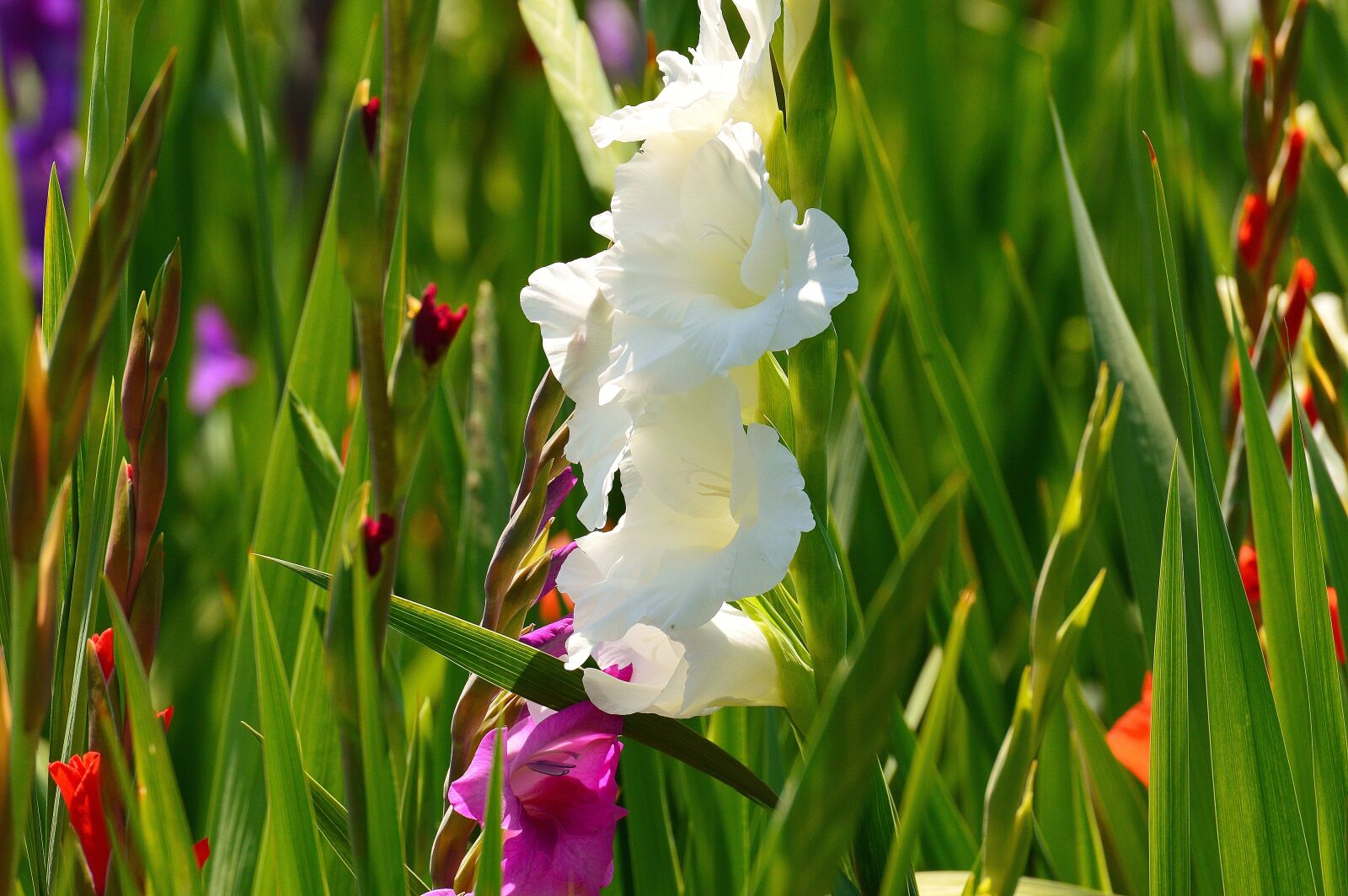 Nikon D3200 sample photo. Gladiolus, white, summer photography