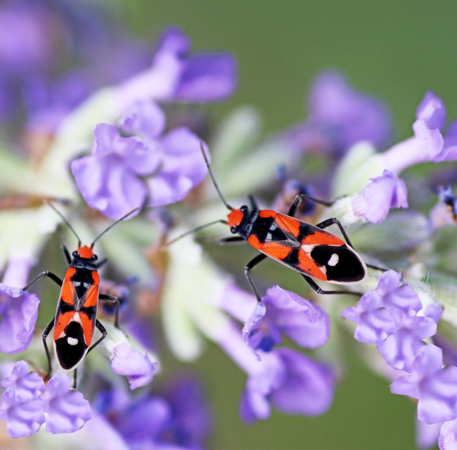 Tamron SP 90mm F2.8 Di VC USD 1:1 Macro sample photo. Beetles, insects, colorful photography