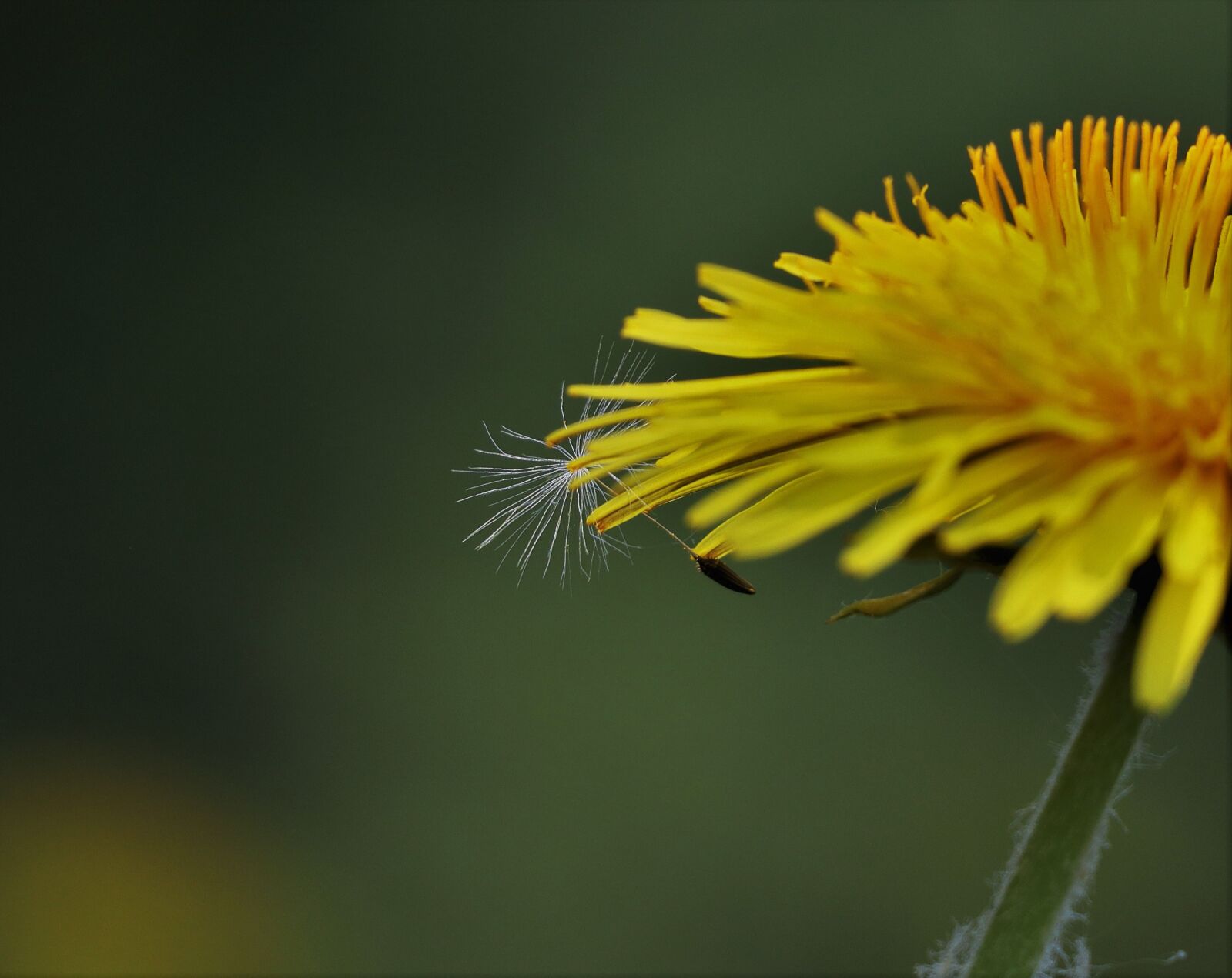 Canon EF-M 55-200mm F4.5-6.3 IS STM sample photo. Nature, plant, dandelion photography