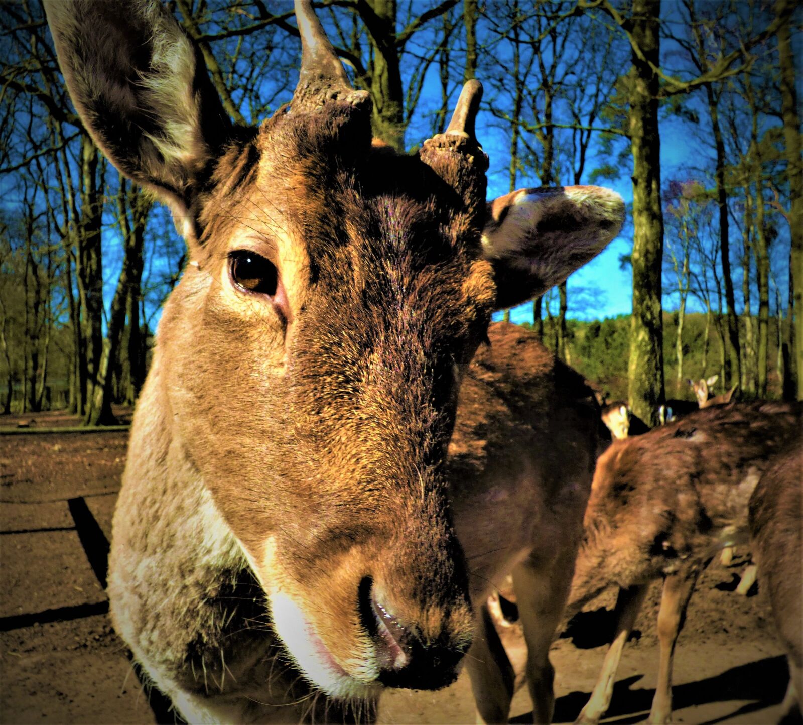 Panasonic DMC-FZ72 sample photo. Hirsch, roe deer, scheu photography