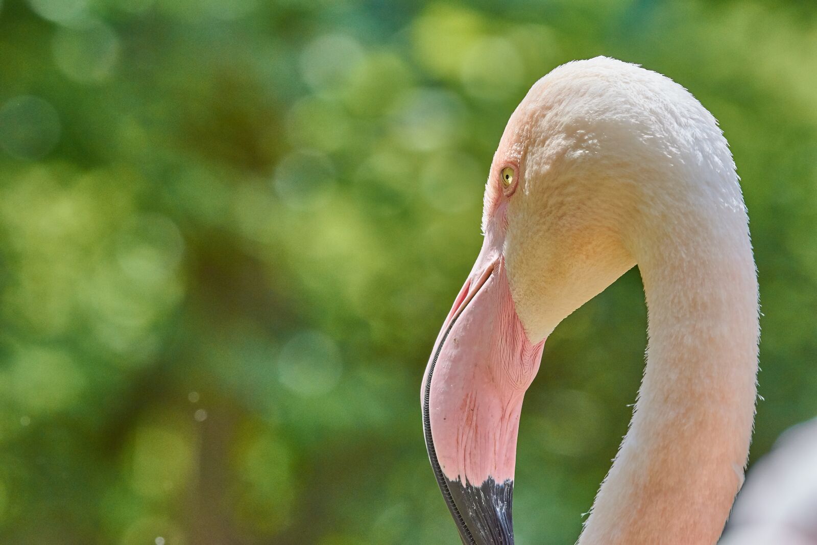 Nikon AF-S Nikkor 200-500mm F5.6E ED VR sample photo. Flamingo, pink, bird photography