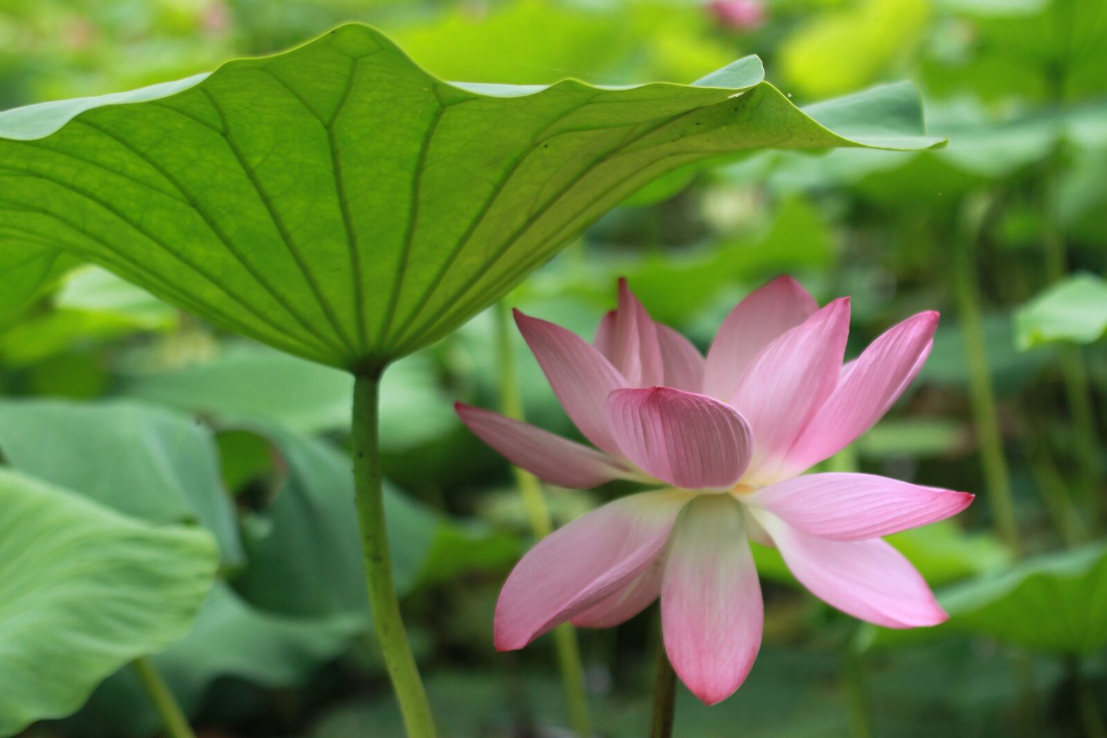 Canon EOS 500D (EOS Rebel T1i / EOS Kiss X3) sample photo. Kite, lotus, water lilies photography