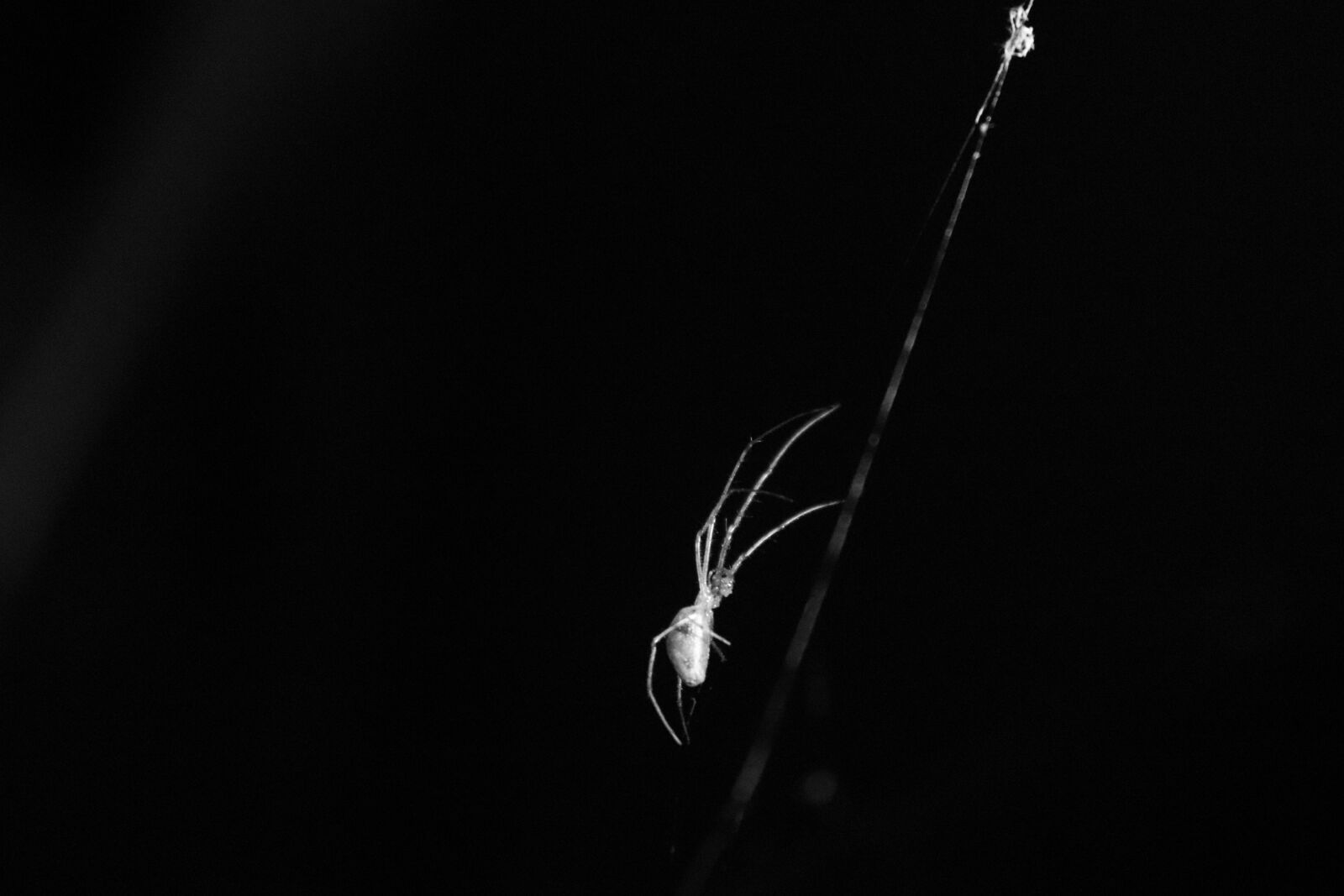 Canon EOS 200D (EOS Rebel SL2 / EOS Kiss X9) sample photo. Spider, black and white photography