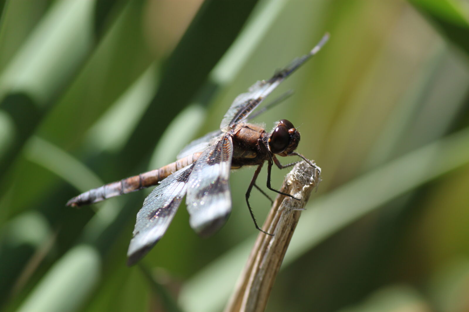 Canon EOS 500D (EOS Rebel T1i / EOS Kiss X3) + Canon EF-S 55-250mm F4-5.6 IS sample photo. Dragonfly, grass, wings photography