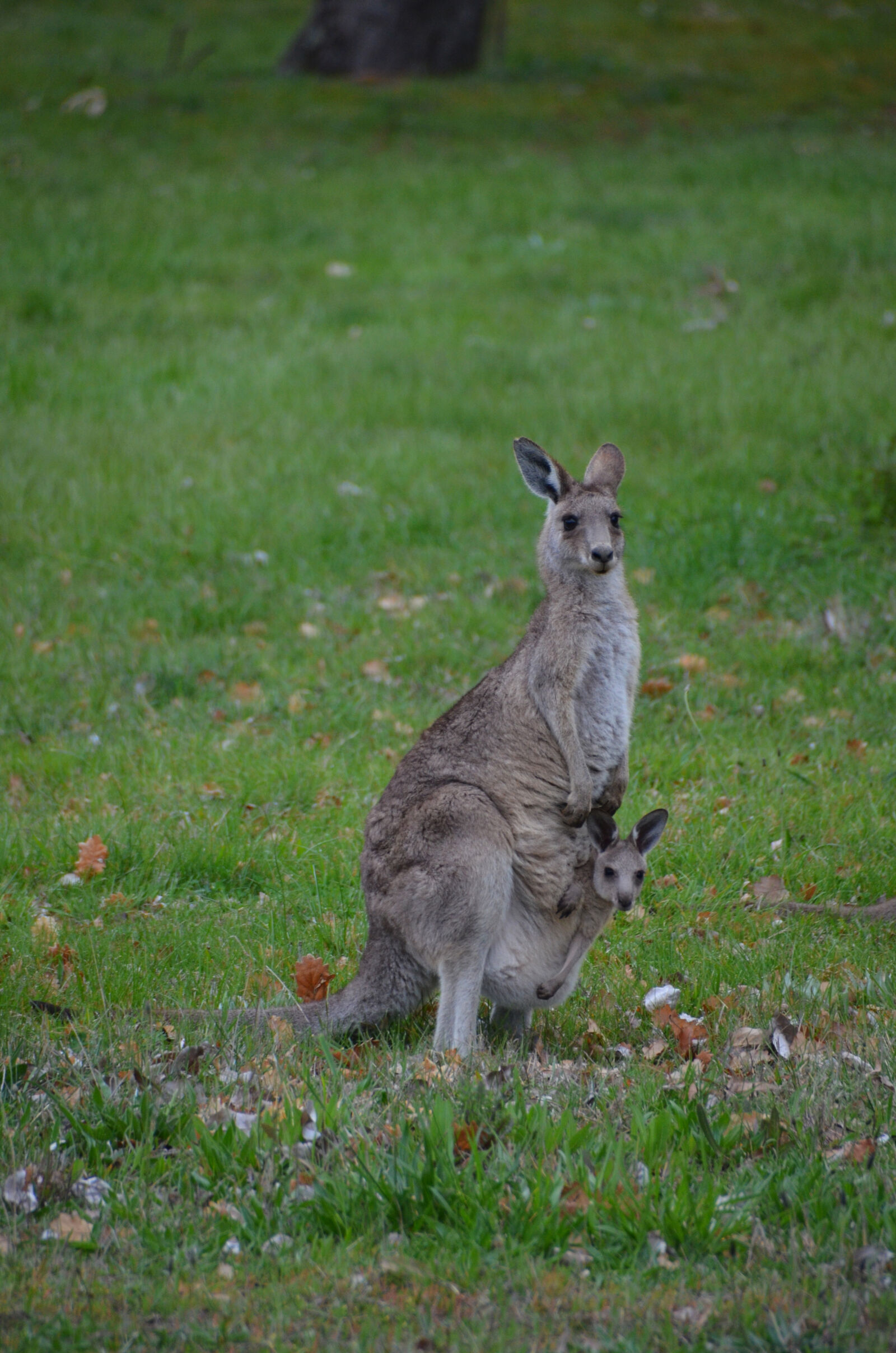 Nikon D7000 sample photo. Kangaroo, with, joey, in photography