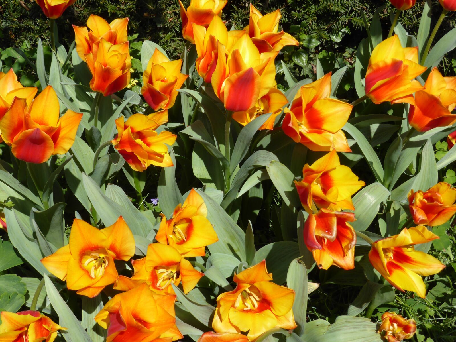 Panasonic DMC-TZ41 sample photo. Tulips, flowers, spring photography